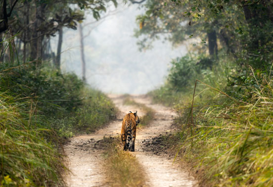 A tiger walking in Chitwan National Park