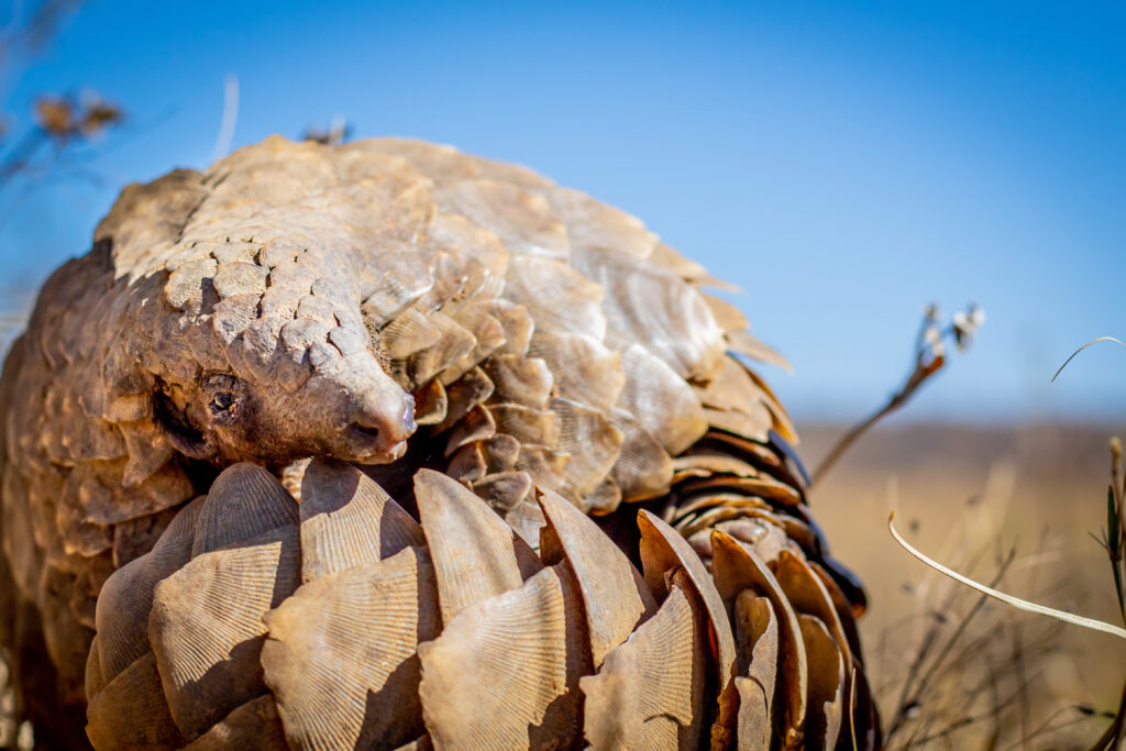 Ground pangolin