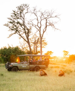 Safari vehicle at sunset in Botswana’s green season, with lions resting in tall grass near the track.