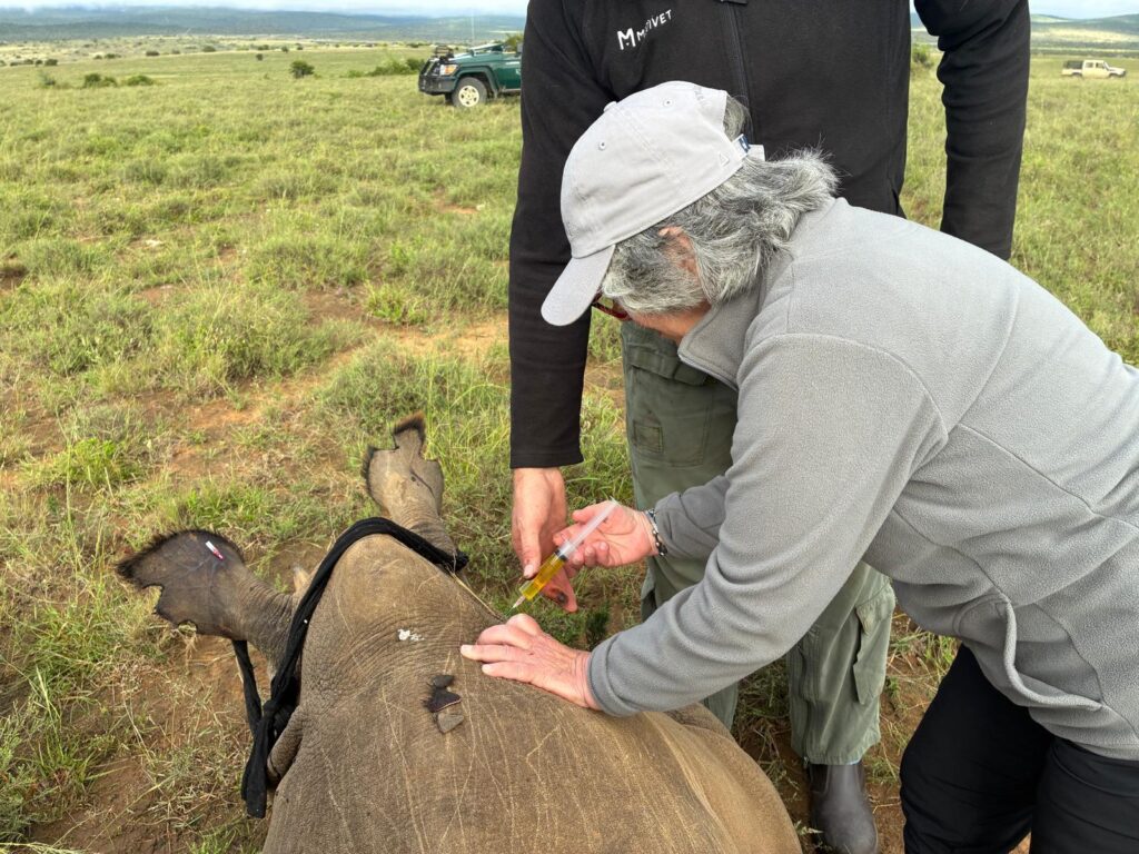A guest assisting a vet treat a black rhino