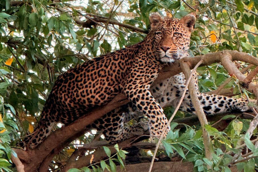 Josie's photo of a leopard