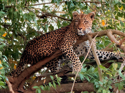 A female leopard hanging in a tree.