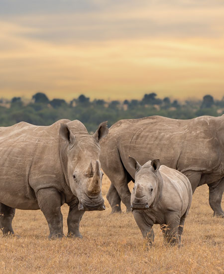 Kenya’s Hidden Conservancies