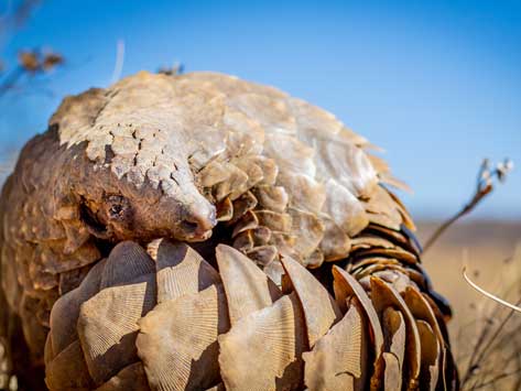 A ground pangolin in the sun.