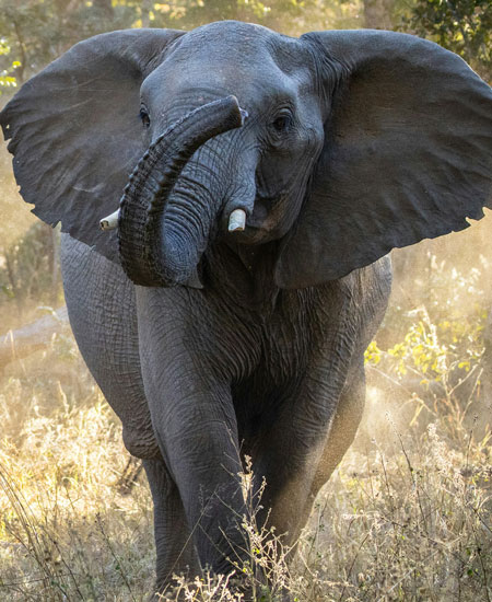 Zimbabwe’s Wild Heart