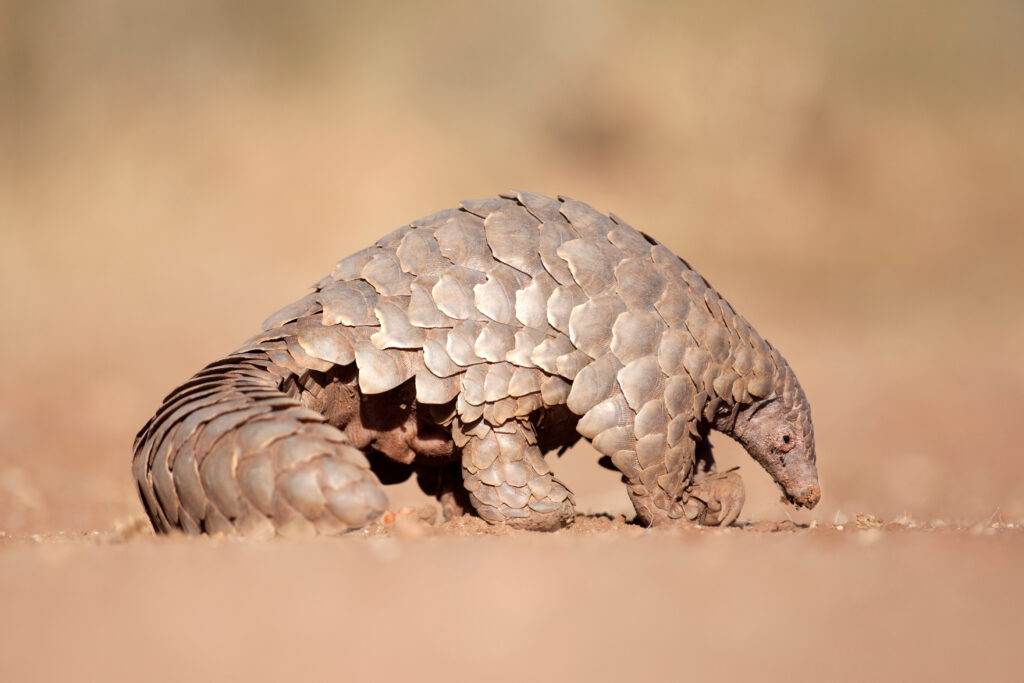 A pangolin digging for ants