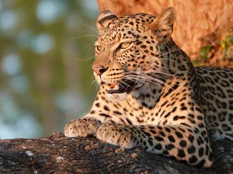 A leopard in the sunset at Mala Mala