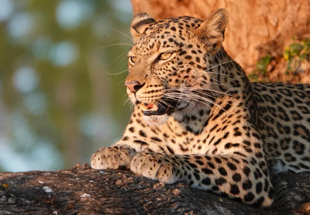 A leopard in the sunset