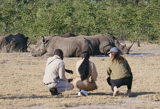 Guests and guide observing a group of white rhinos during a walking safari in Mosi-oa-Tunya National Park, Livingstone, Zambia.