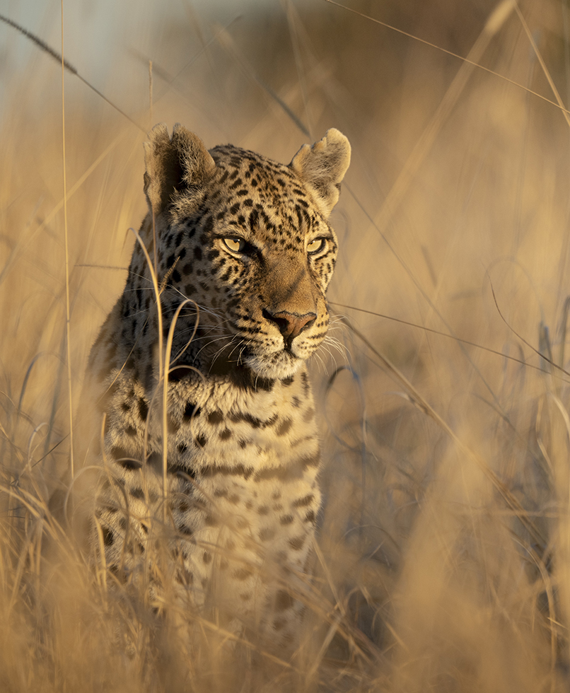 Leopard sitting alert in golden grass at sunset in South Luangwa National Park, Zambia.