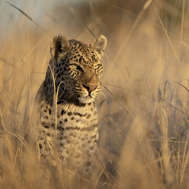 Leopard sitting alert in golden grass at sunset in South Luangwa National Park, Zambia.