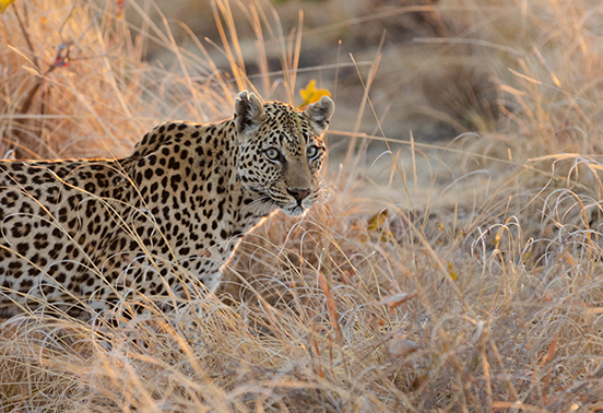 Leopard walking through golden grass at sunrise in Kafue National Park, Zambia.