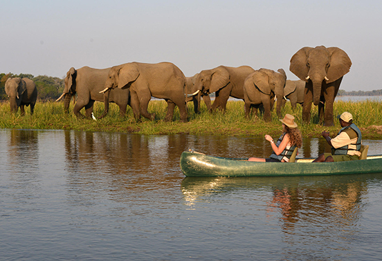 Guests canoeing on the Zambezi River as a herd of elephants grazes on the riverbank in Lower Zambezi National Park, Zambia.