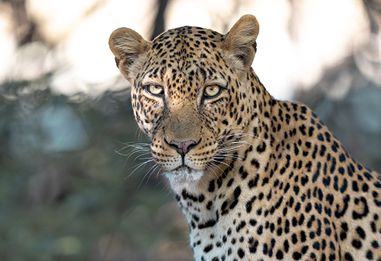 Close-up of a leopard gazing intently through dappled light in South Luangwa National Park, Zambia.