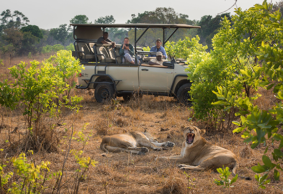 Guests on a game drive observing two lions resting in the shade in Kafue National Park, Zambia.
