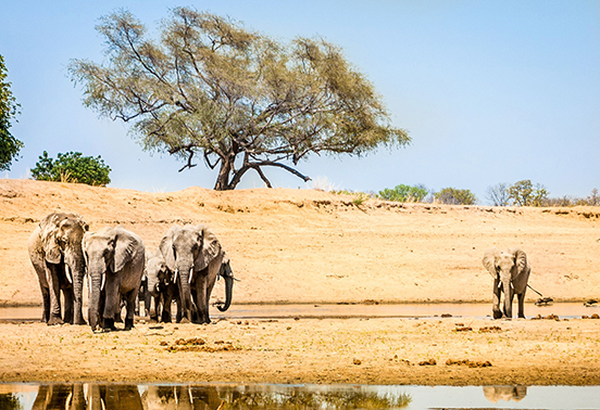 Herd of elephants gathered at a waterhole in South Luangwa National Park, Zambia.