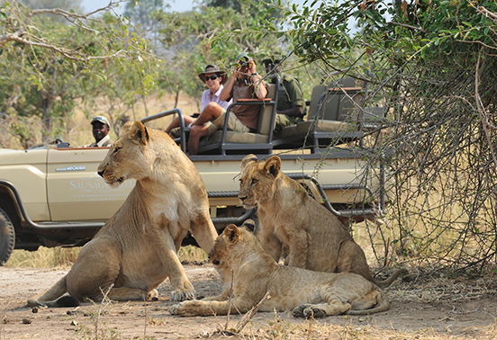 Guests on a game drive vehicle observing a pride of lions resting in the shade in Lower Zambezi National Park, Zambia.