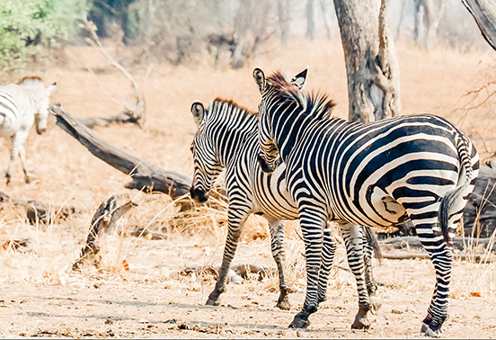Group of zebras walking through sunlit woodland in South Luangwa National Park, Zambia.
