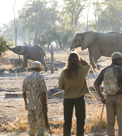 Guests on a guided walking safari observing elephants in the wild in South Luangwa National Park, Zambia.