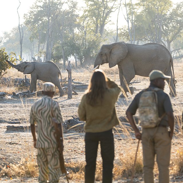 Guests on a guided walking safari observing elephants in the wild in South Luangwa National Park, Zambia.