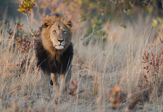 Male lion standing alert in tall grass during golden hour in Kafue National Park, Zambia.