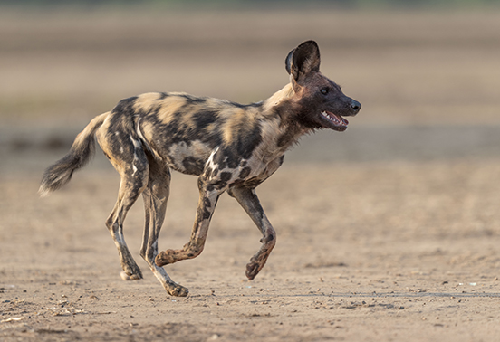 African wild dog trotting across open floodplain in Lower Zambezi National Park, Zambia.