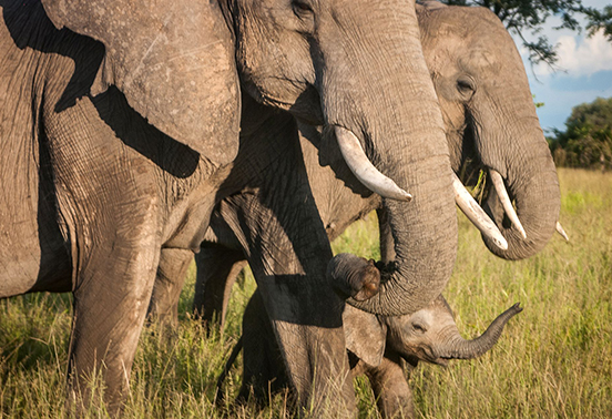 Close-up of elephant family with calf touching trunks in South Luangwa National Park, Zambia.