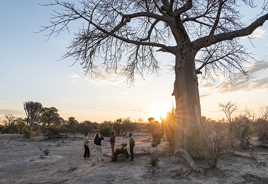 Guests enjoying sundowners beneath a towering baobab tree at sunset in Kafue National Park, Zambia.