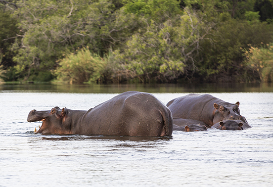 Pod of hippos wallowing in the calm waters of the Zambezi River at sunset near Livingstone, Zambia.
