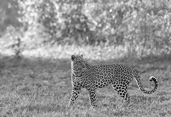 Leopard standing alert in open grassland beneath morning light in South Luangwa National Park, Zambia.