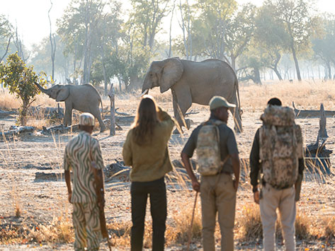 Guests on a walking safari observing elephants in South Luangwa National Park, Zambia, birthplace of walking safaris — photo by Green Safaris.