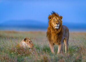Male and female lions in the African savanna.