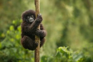 Young mountain gorilla clinging to a tree trunk in dense forest habitat.