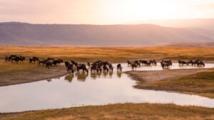 Wildebeest gather at a water crossing during the Great Migration in East Africa.