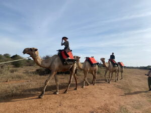 Travelers riding camels across open savanna in Laikipia, Kenya