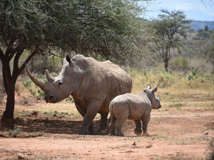 Black rhino cow and calf walking through acacia woodland in Laikipia, Kenya