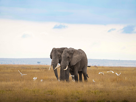 Two elephants walking across open savanna grassland, with birds flying nearby.