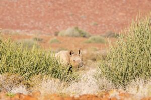 Desert-adapted black rhino moving through arid scrubland in Namibia’s Damaraland.