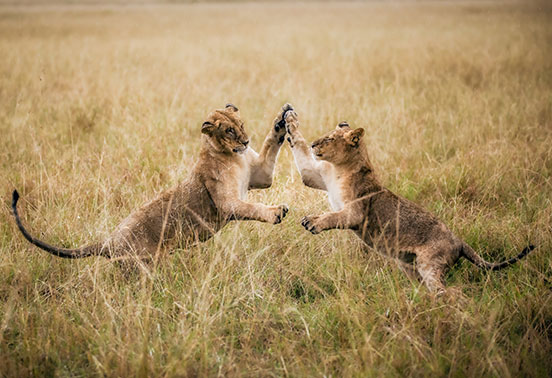 Elewana-Loisaba---Lions-Playing-3_552x378