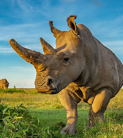 Fatu-(2)_credit-Ol-Pejeta_403x450