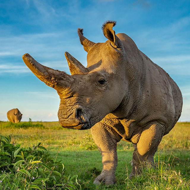 Fatu-(2)_credit-Ol-Pejeta_640x640