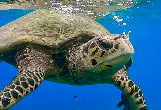 Hawksbill_turtle_Finding_Seychilly_552x378