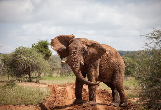 Loisaba---Wildlife---Elephant_552x378