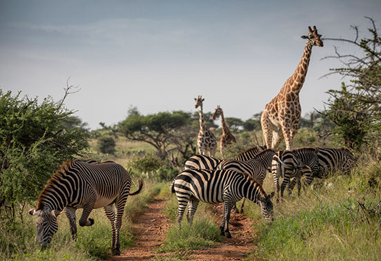 Loisaba---Wildlife---Reticulated-Giraffe-&-Burchell's-Zebra_552x378