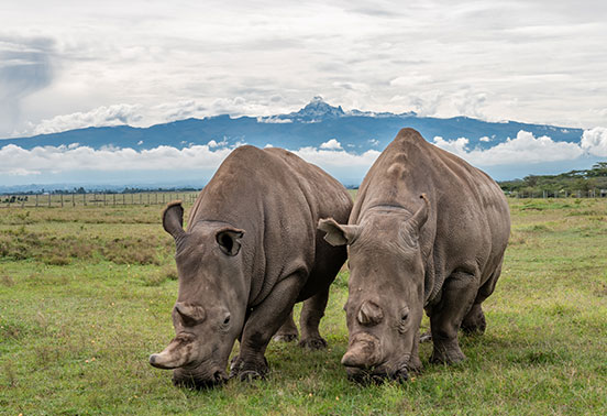Najin-and-Fatu-(Northern-White-Rhinos)-(2)_credit-Ol-Pejeta_552x378