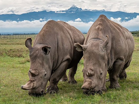 Northern-white-rhinos-Najin-and-Fatu-at-Ol-Pejeta-Conservancy_473x355