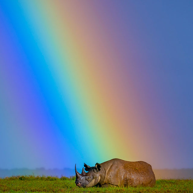 A white rhinoceros grazes across open grassland as a full rainbow arcs across the sky behind it. Scenes like this reflect both the scale and unpredictability of Africa’s wild landscapes, where wildlife and environment intersect in unexpected ways. For species like rhinos, these moments exist within a broader context of conservation, supported by rangers, researchers, and local communities working to protect wildlife and maintain the ecosystems they depend on.