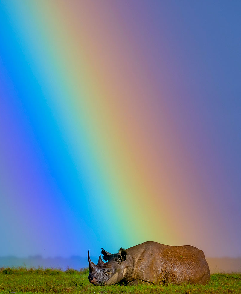 White rhinoceros grazing on open grassland beneath a vivid rainbow in Africa