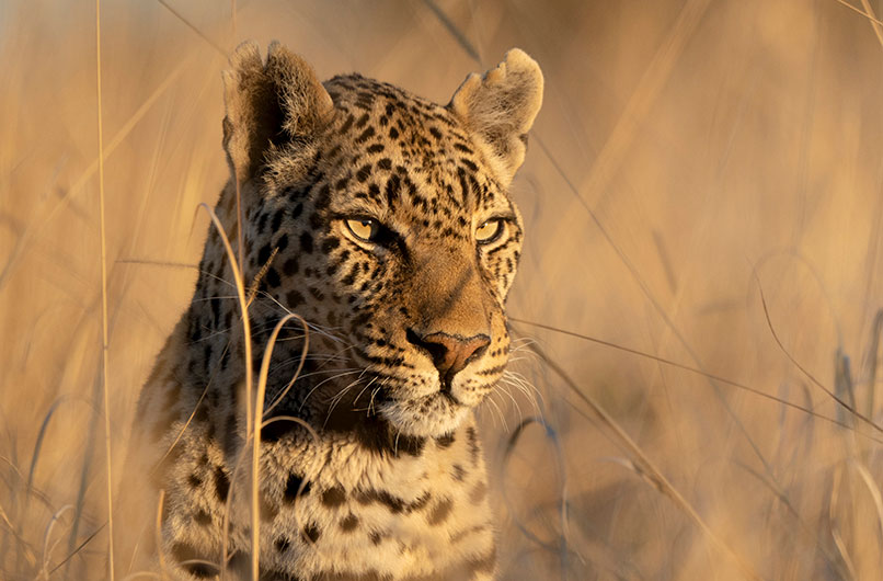 Leopard sitting alert in tall golden grass on African savanna