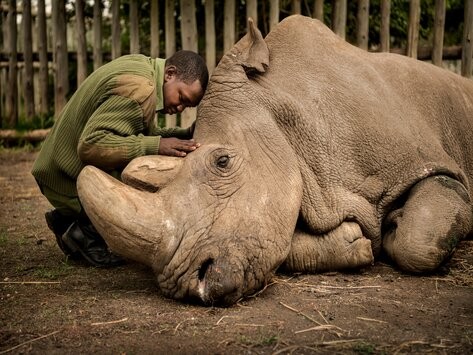 A ranger rests his head on Sudan, the last male northern white rhino, at Ol Pejeta Conservancy, Kenya — photographed by Ami Vitale